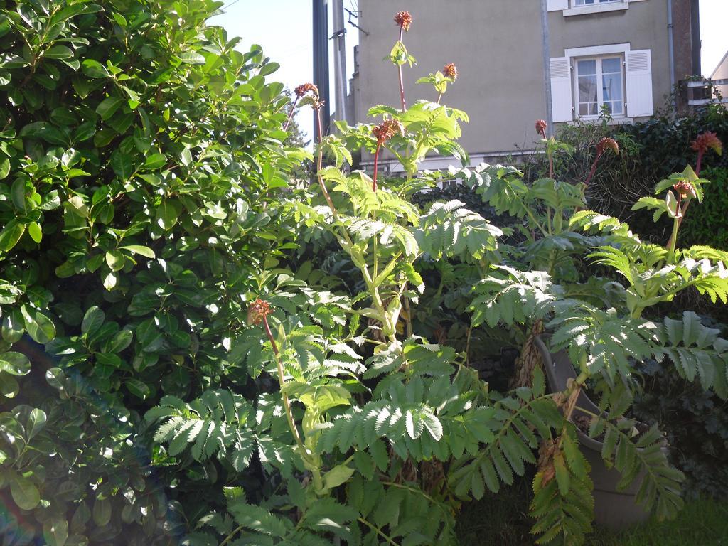 Gites de Daumesnil Morlaix Habitación foto